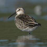 Curlew Sandpiper