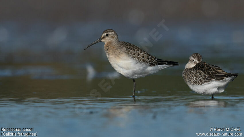 Curlew SandpiperFirst year