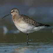 Curlew Sandpiper