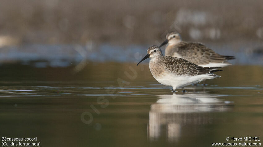 Curlew SandpiperFirst year