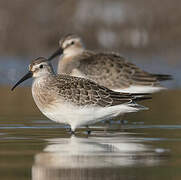 Curlew Sandpiper