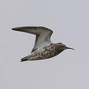 Curlew Sandpiper
