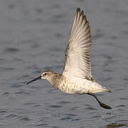 Curlew Sandpiper