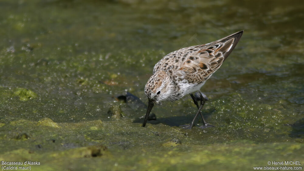 Western Sandpiperadult breeding