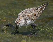 Western Sandpiper