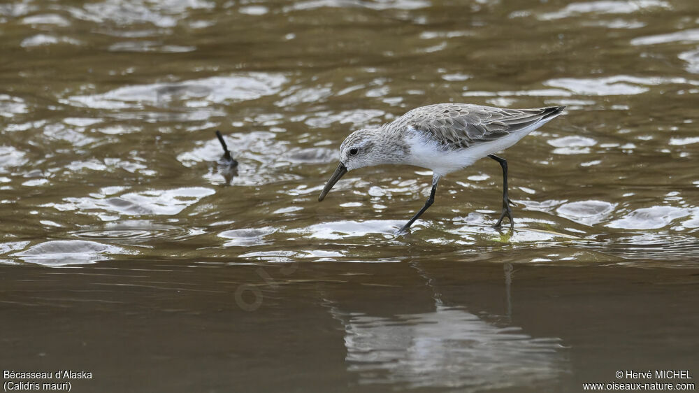 Western Sandpiper