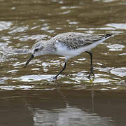 Western Sandpiper