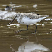 Western Sandpiper