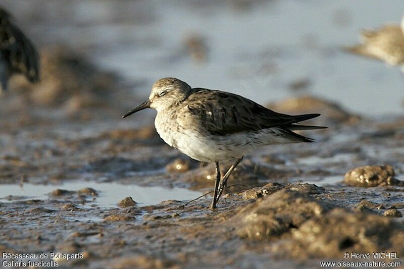 Bécasseau de Bonaparte, identification