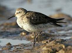 White-rumped Sandpiper