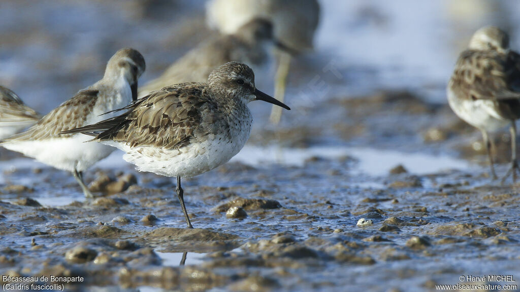 Bécasseau de Bonaparte, identification