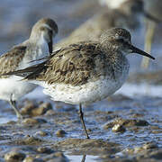 White-rumped Sandpiper