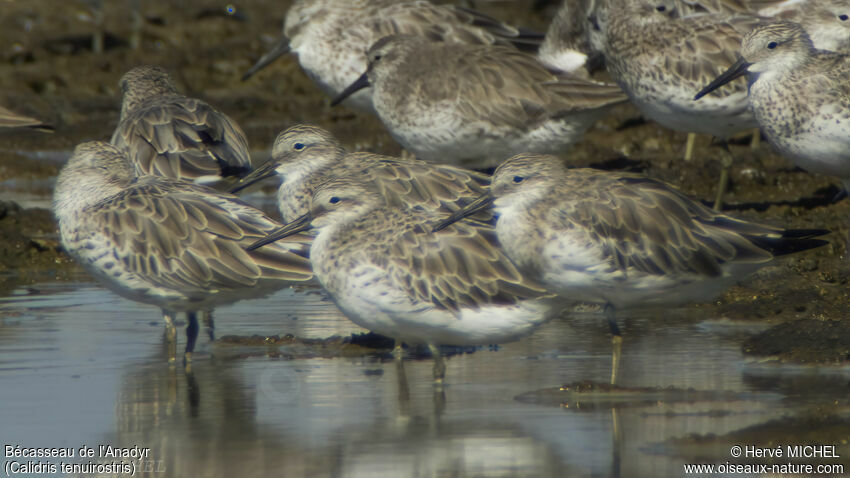 Great Knot