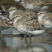 Great Knot