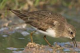 Temminck's Stint