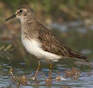 Temminck's Stint