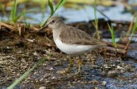 Temminck's Stint