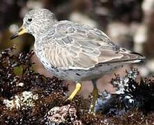 Surfbird