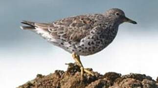 Surfbird