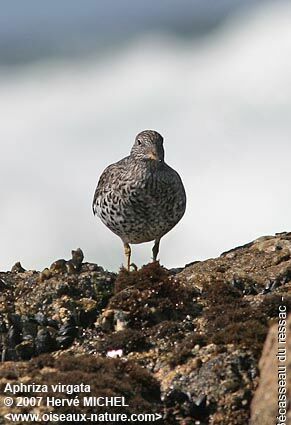 Surfbirdadult breeding