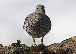 Surfbird