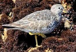 Surfbird