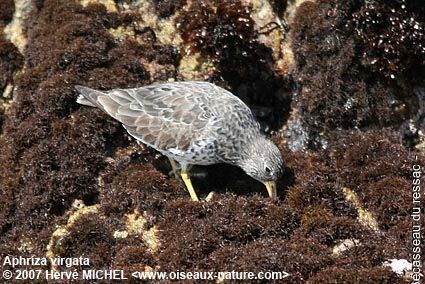 Surfbirdadult breeding