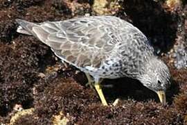 Surfbird