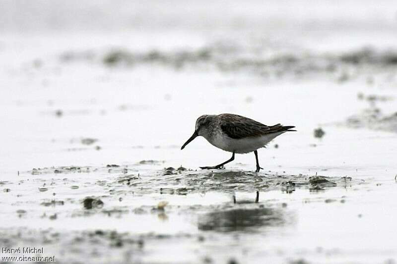 Broad-billed Sandpiperadult post breeding, Behaviour