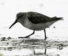 Broad-billed Sandpiper