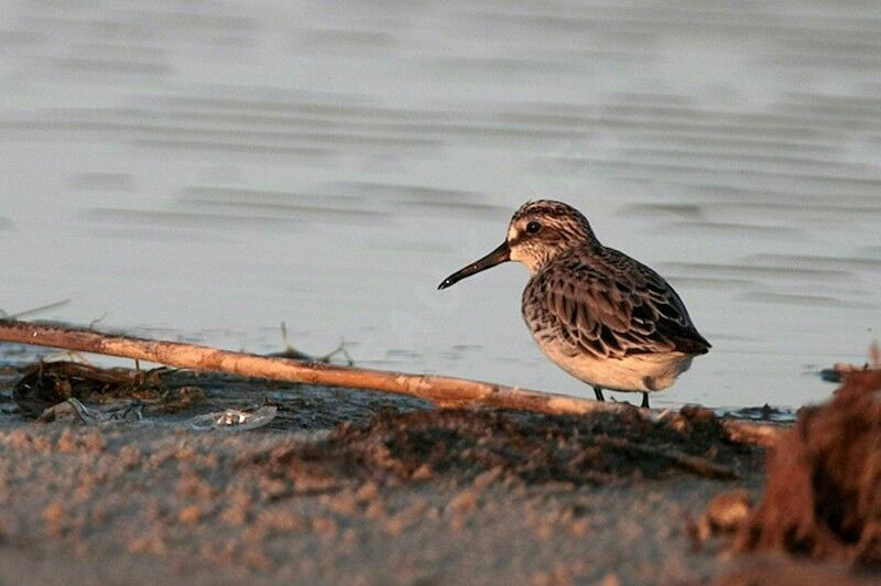 Broad-billed Sandpiperadult post breeding, identification