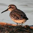 Bécasseau falcinelle