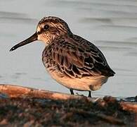 Broad-billed Sandpiper