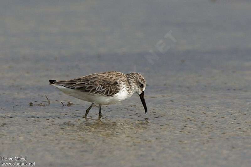 Broad-billed Sandpiperadult post breeding, identification