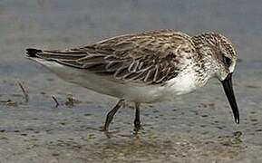 Broad-billed Sandpiper