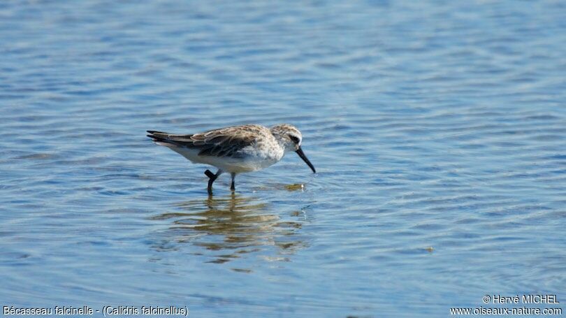 Broad-billed Sandpiper