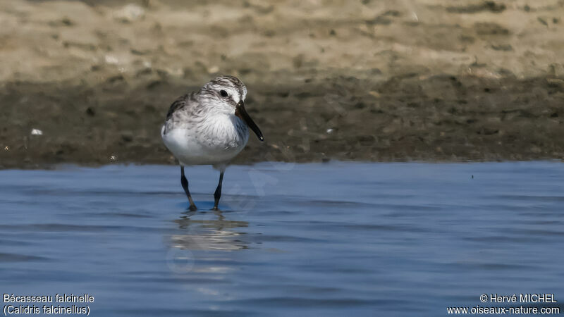 Broad-billed Sandpiper