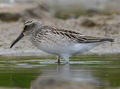 Broad-billed Sandpiper