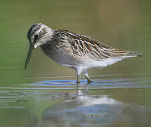 Broad-billed Sandpiper