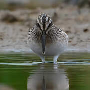 Broad-billed Sandpiper
