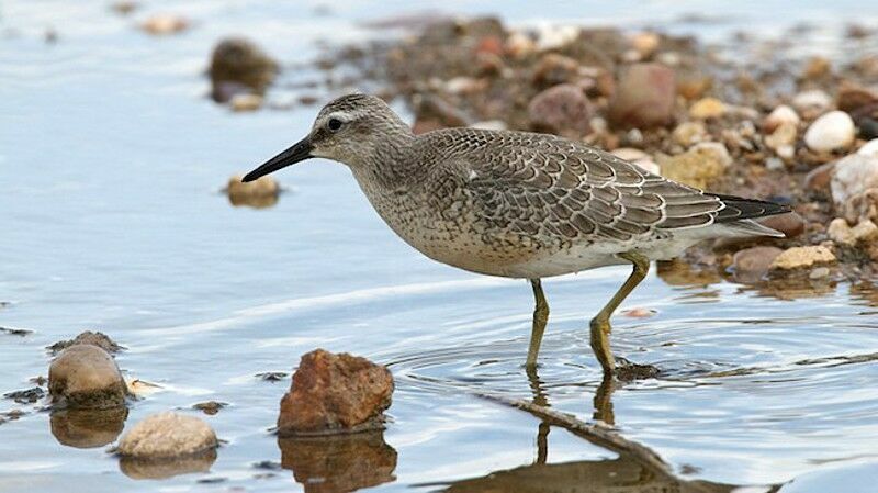 Red Knotjuvenile, identification