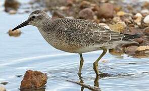 Red Knot