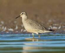 Red Knot