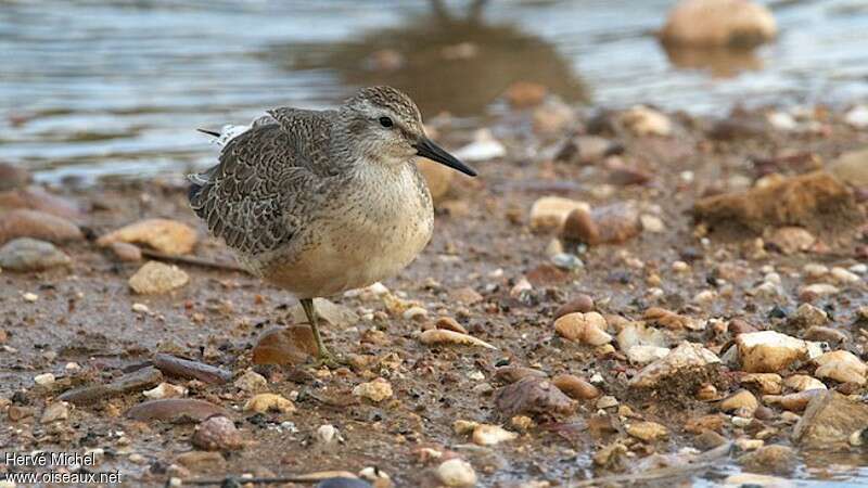 Red Knotjuvenile, identification