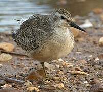 Red Knot