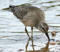 Red Knot