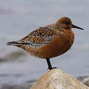 Red Knot