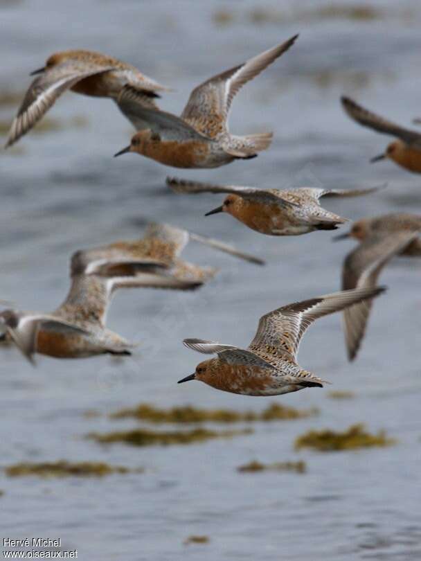 Red Knotadult breeding, Flight