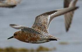 Red Knot