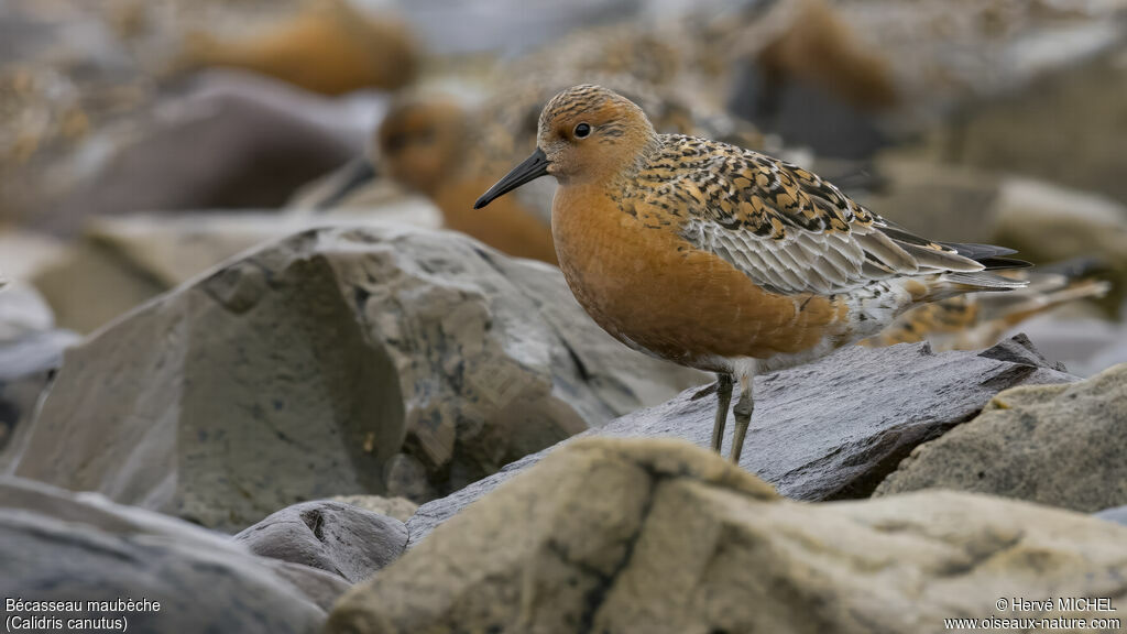 Red Knotadult breeding